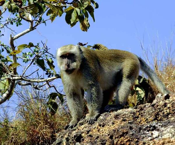 Спад турпотока заставляет обезьян нападать на жилые дома в Таиланде
