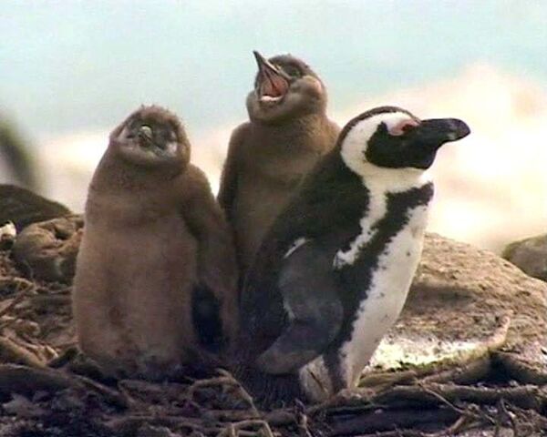Нефть и солнце – главные враги южноафриканских пингвинов 