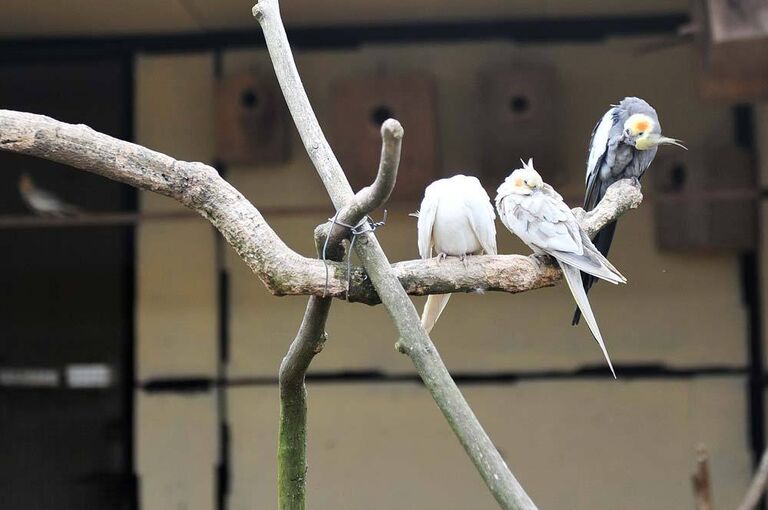 Кореллы в парке птиц Воробьи