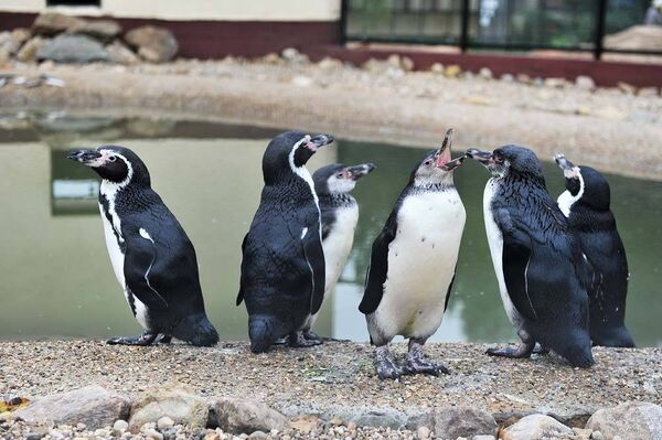 Пингвины в парке птиц Воробьи