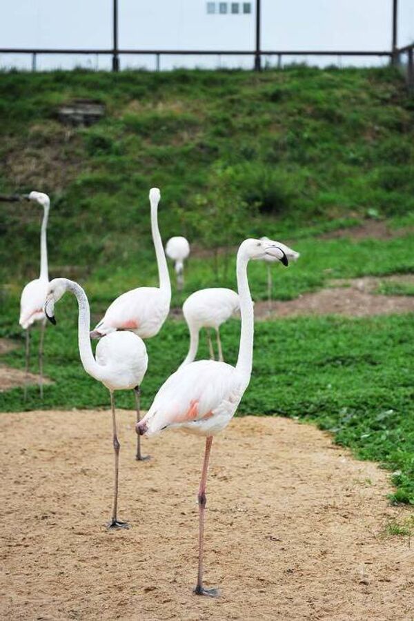 Белые Фламинго в парке птиц Воробьи
