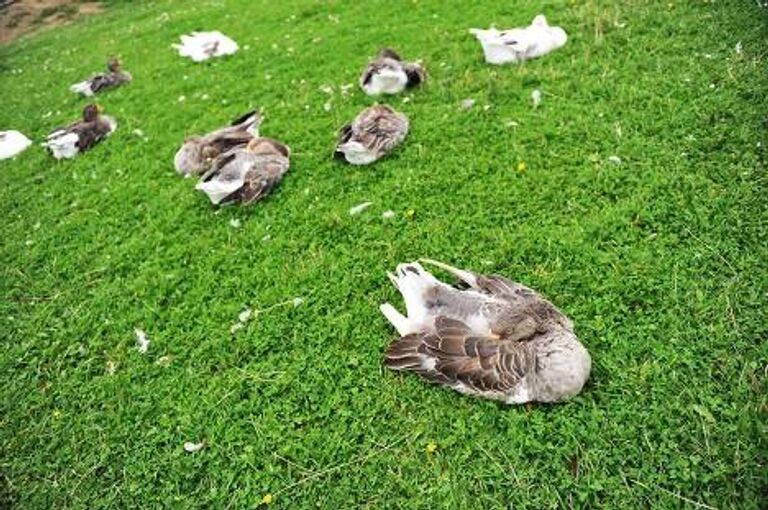 Домашние Гуси в парке птиц Воробьи 