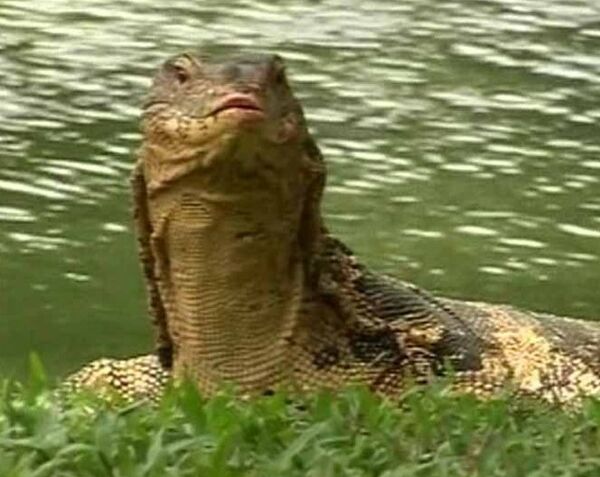 Огромные вараны размером с крокодилов оккупировали парк в Бангкоке