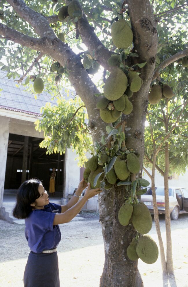 Тропический фрукт папайя