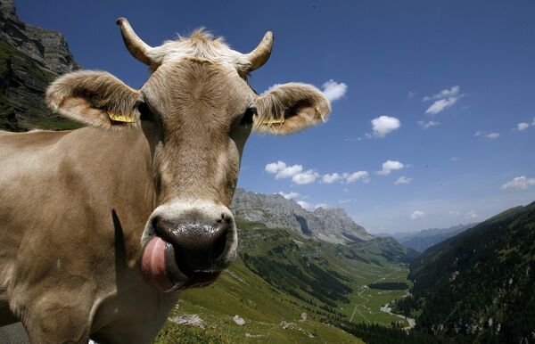 Корова в горах Швейцарии