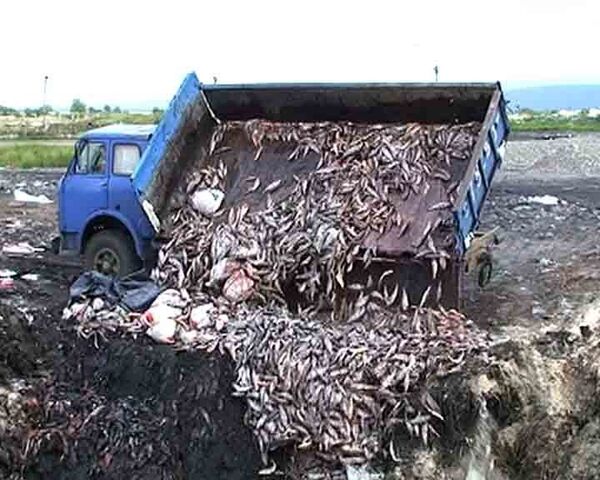 Рыба гибнет тоннами в Енисее из-за аварии на Саяно-Шушенской ГЭС