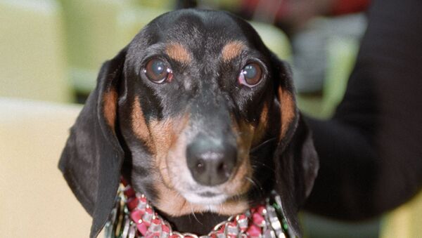 Самая старая в мире собака умерла в США