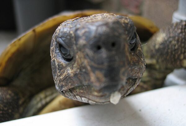 В Мьянме обнаружены черепахи, считавшиеся вымершими сто лет назад