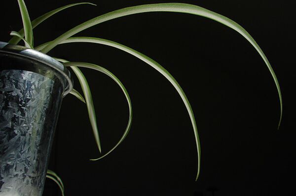 Комнатные растения могут защитить от озона