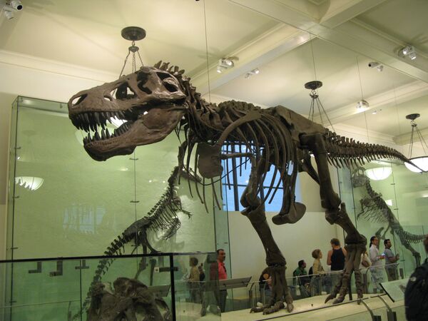 Останки древнейшего млекопитающего в Американском музее естествознания