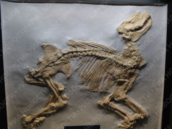 Останки древнейшего млекопитающего в Американском музее естествознания