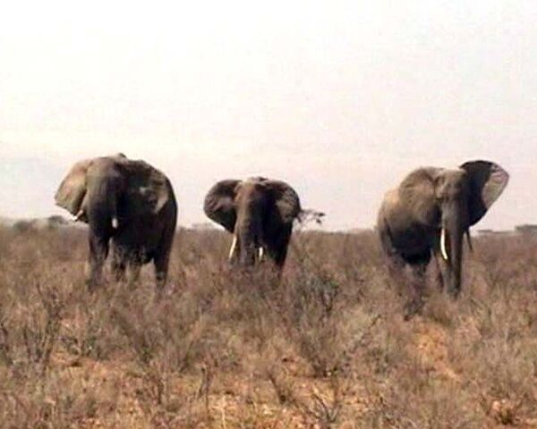 Из-за засухи и браконьеров в Кении может не остаться слонов