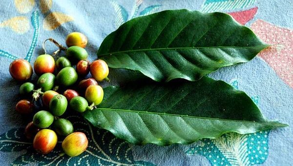 Ягоды и листья кофе вида арабика