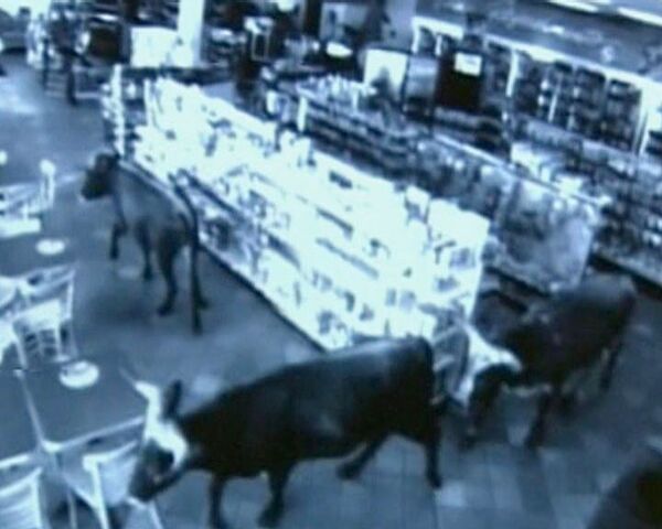Стадо быков неожиданно нагрянуло в магазин. Видео камер слежения