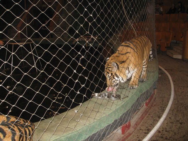 Восемь тигров и львица погибли по пути на цирковое шоу в Якутск