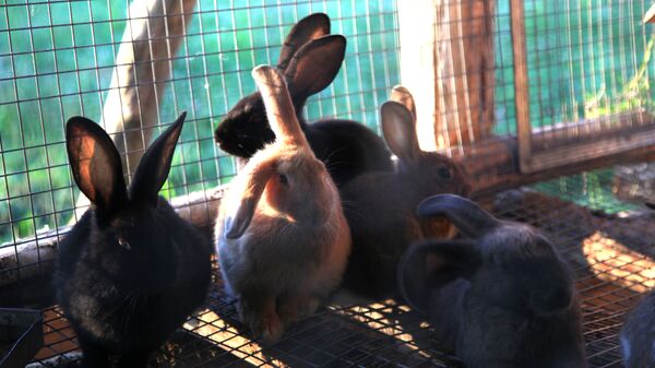В России с 1 января разрешено разводить кроликов и кур на дачных участках