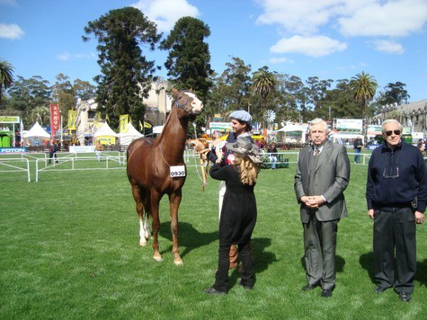 Ахалтекинский жеребец по кличке Дутар был признан лучшим на смотре лошадей в Уругвае