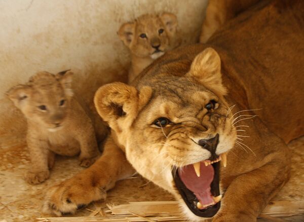 Тройня родилась у львов в Ставропольском зоопарке