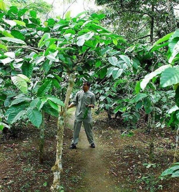 На кофейной плантации в Индонезии