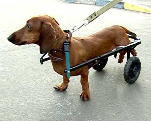 Московский инженер изобрел инвалидные коляски для собак 