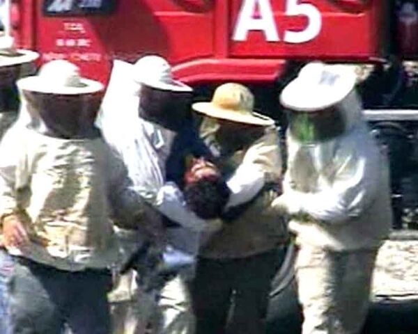 Пчелиный рой атакует раненых в ДТП людей. Видео с места события