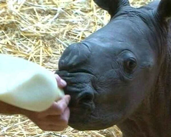 Маленькому носорогу спасли жизнь, отобрав у матери-убийцы 