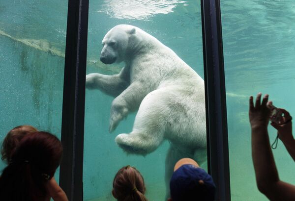 Белый медведь в зоопарке Будапешта