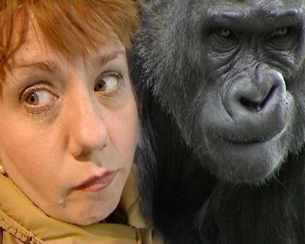 Людям разрешили обезьянничать - День горилл в Московском зоопарке