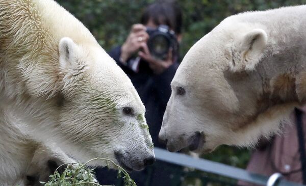 Белые медведи Кнут и Джанна в Берлинском зоопарке