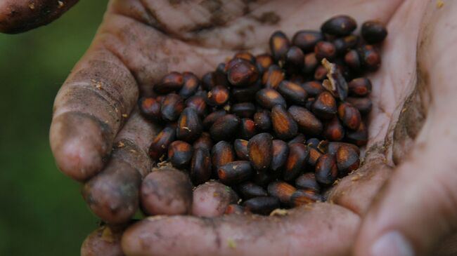 Кедровые орехи. Архивное фото
