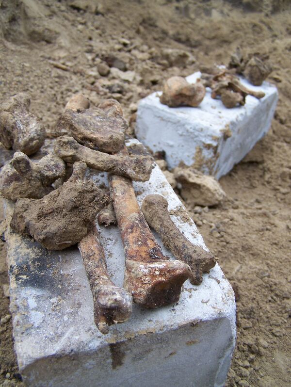 На черепах, найденных в захоронении в Барнауле, нашли рубленые следы