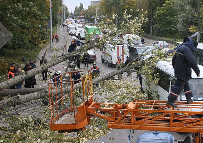 Поваленные деревья. Архив