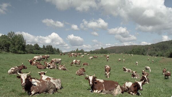 Коровы на пастбище. Архив