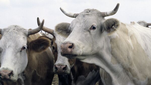Коровы литовского фермера сбежали от своего хозяина в Россию