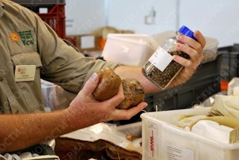 Банк семян Kew's Millennium Seed Bank в Великобритании