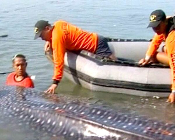 Китовая акула найдена мертвой в водах у побережья Филиппин