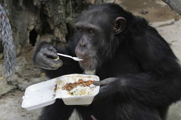 Шимпанзе ест свой обед, в Кали