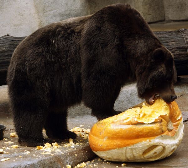 Бурый медведь в зоопарке в США