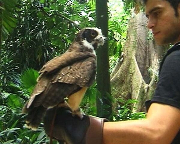 Санаторий для пернатых: в Бразилии спасают диких птиц