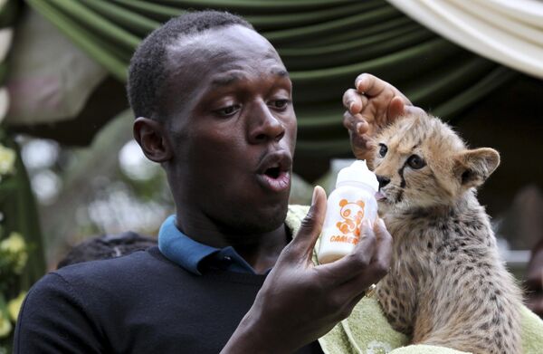 Самый быстрый человек планеты, ямайский спринтер Усэйн Болт усыновил детеныша гепарда из Национального парка Найроби