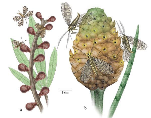 Мезозойские насекомые могли питаться нектаром голосеменных растений