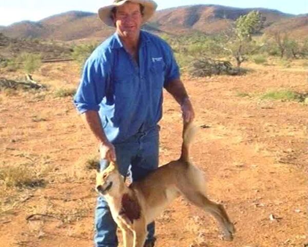 Дикие собаки динго разоряют австралийские фермы