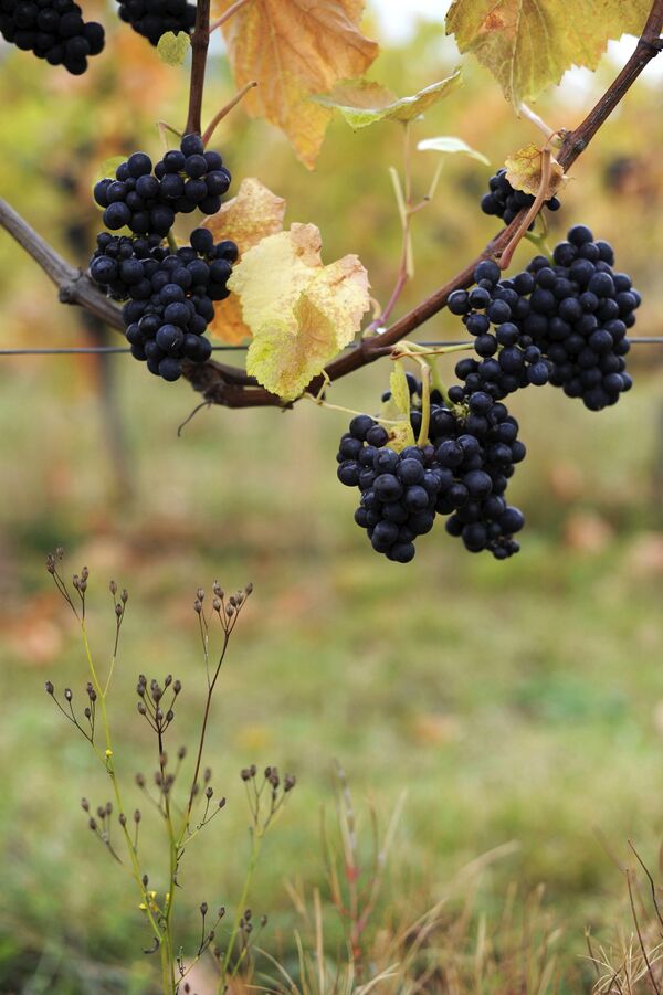 Виноградники в южной Англии