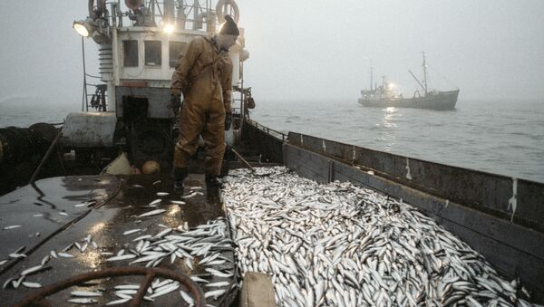 Улов рыбы на траулере рыболовецкого хозяйства