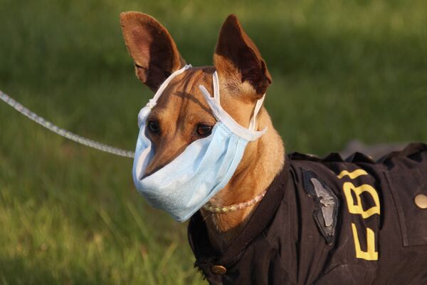 Собака протестует гриппу в Энши