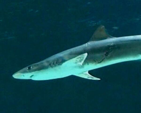 Рожденные в схватке: детеныши акулы появились на свет во время драки матери