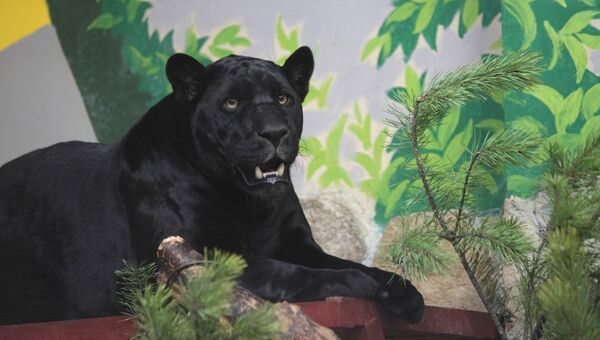 Черный ягуар - питомец зоопарка Екатеринбурга. Архивное фото