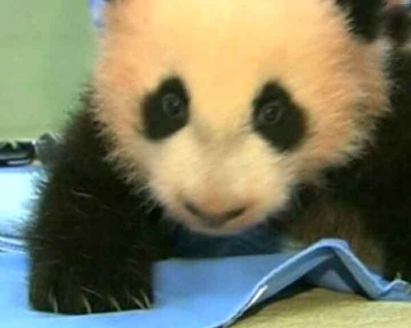 Детенышу панды искали имя в течение 100 дней