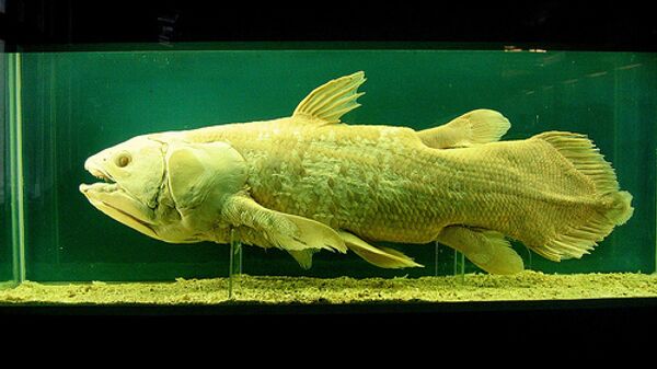 Ученым впервые удалось заснять доисторическую рыбу