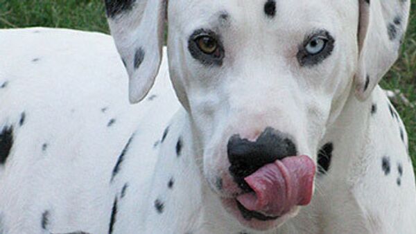 Британцу, раскормившему далматинца, запретили заводить собаку 10 лет